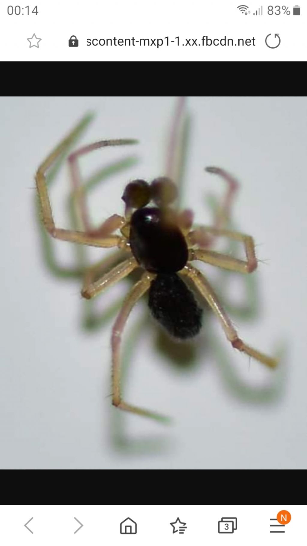Ragnetto da identificare